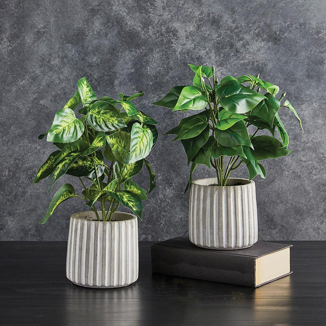 Plant in Cement Pot