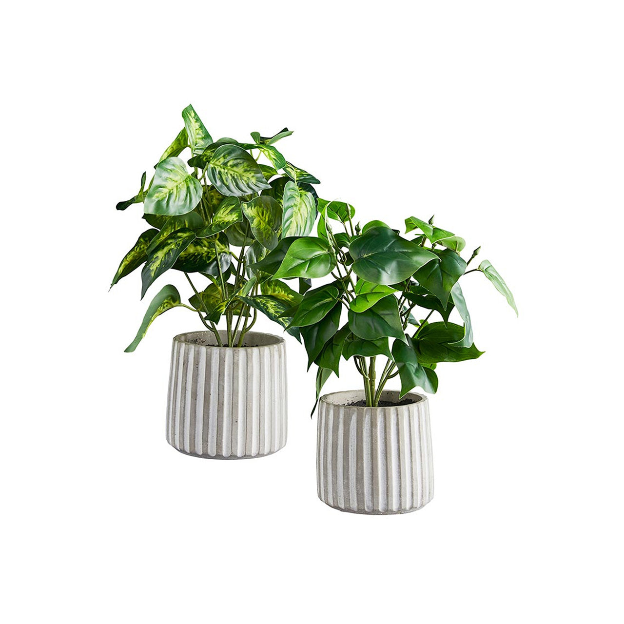 Plant in Cement Pot